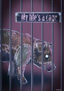 cage-photo05
